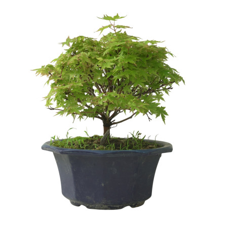 ACER PALMATUM IB212