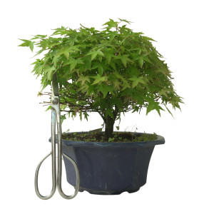 ACER PALMATUM IB224