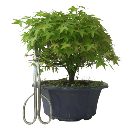 ACER PALMATUM IB224
