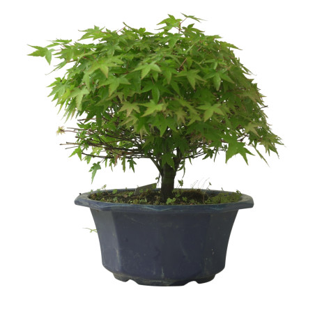 ACER PALMATUM IB224