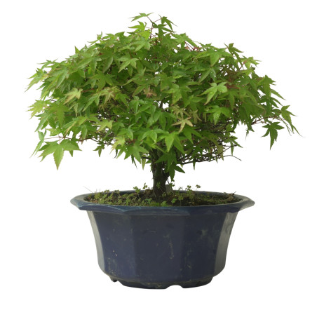 ACER PALMATUM IB224