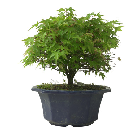 ACER PALMATUM IB224