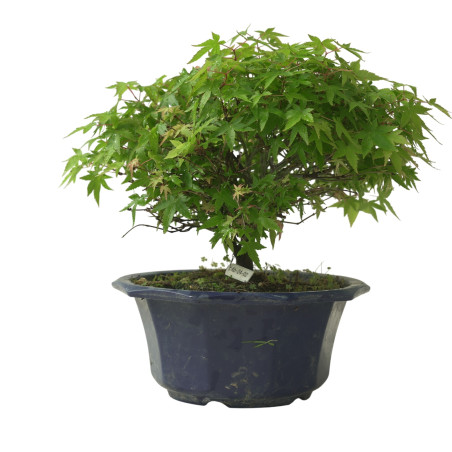 ACER PALMATUM IB224