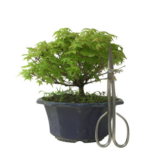 ACER PALMATUM IB211