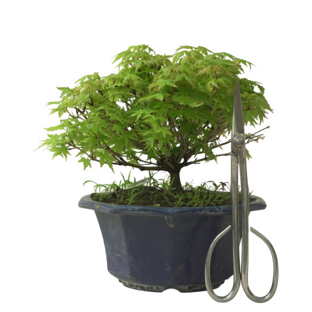 ACER PALMATUM IB211