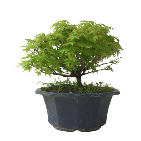 ACER PALMATUM IB211