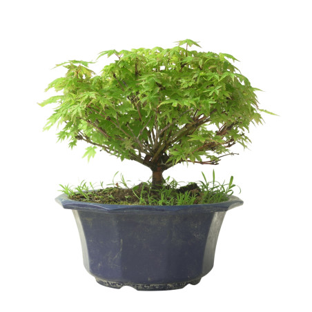 ACER PALMATUM IB211