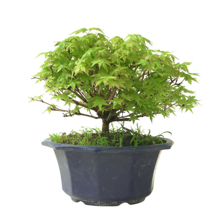 ACER PALMATUM IB211