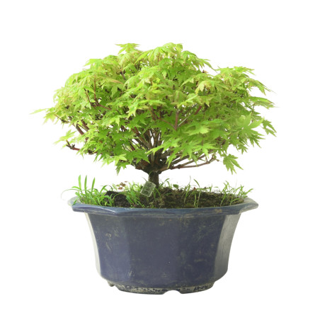 ACER PALMATUM IB211