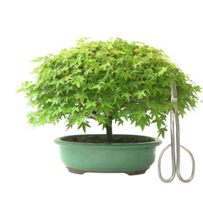 ACER PALMATUM IB132