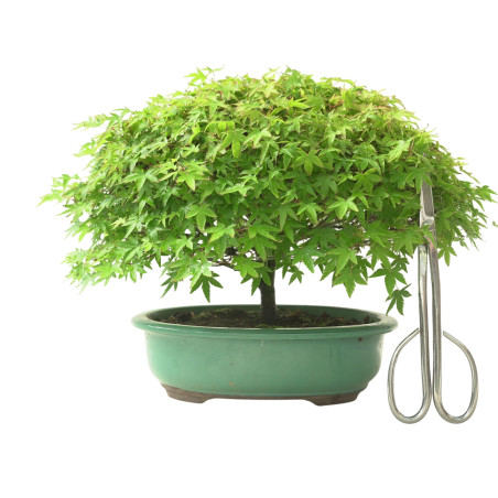 ACER PALMATUM IB132