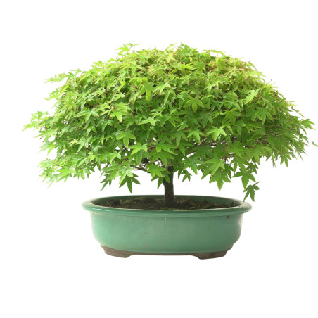 ACER PALMATUM IB132