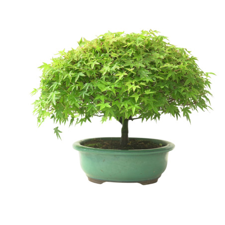 ACER PALMATUM IB132