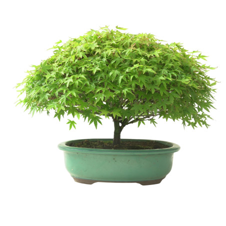 ACER PALMATUM IB132