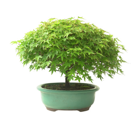 ACER PALMATUM IB132