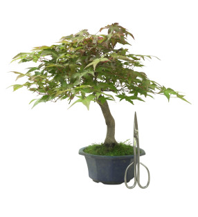 ACER PALMATUM IB108
