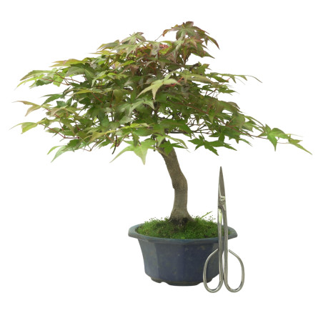 ACER PALMATUM IB108