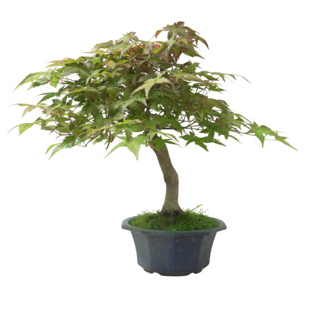 ACER PALMATUM IB108