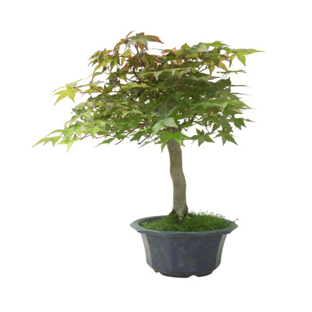 ACER PALMATUM IB108