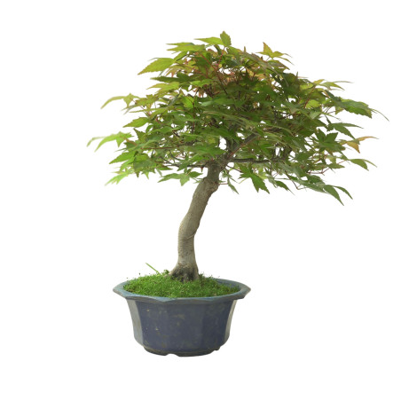 ACER PALMATUM IB108