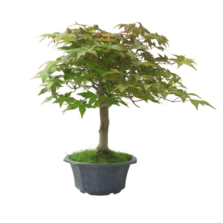 ACER PALMATUM IB108