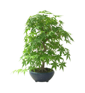 ACER PALMATUM IB65