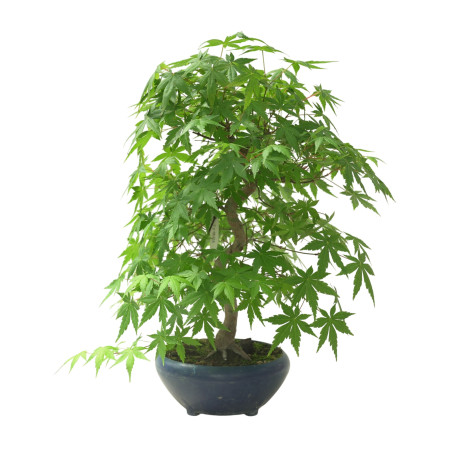 ACER PALMATUM IB65