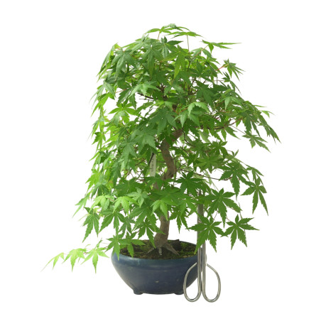 ACER PALMATUM IB65