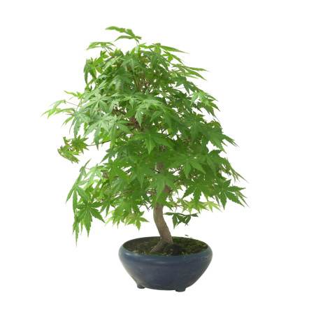ACER PALMATUM IB65