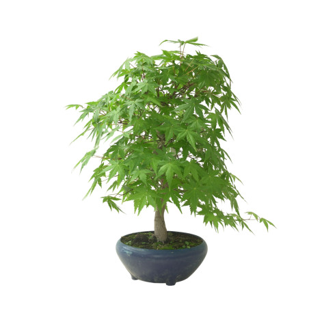 ACER PALMATUM IB65