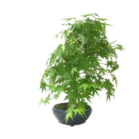 ACER PALMATUM IB65