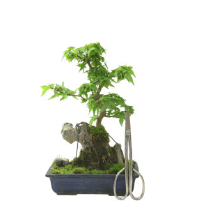 ACER BUERGERIANUM IB96