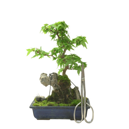ACER BUERGERIANUM IB96