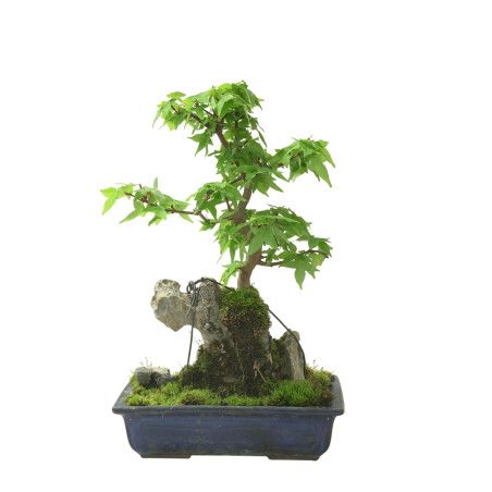 ACER BUERGERIANUM IB96