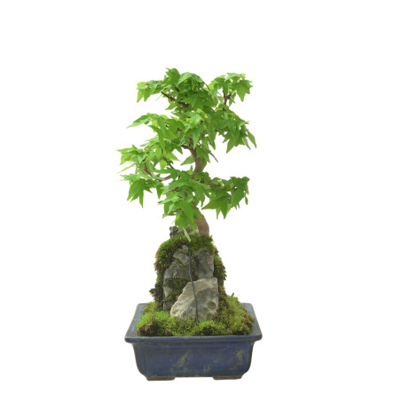 ACER BUERGERIANUM IB96