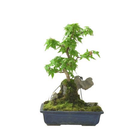 ACER BUERGERIANUM IB96