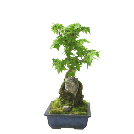 ACER BUERGERIANUM IB96