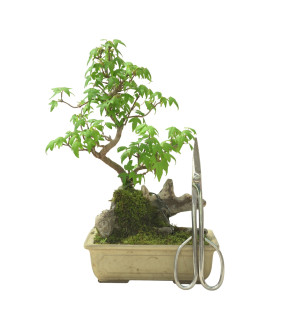 ACER BUERGERIANUM IB95