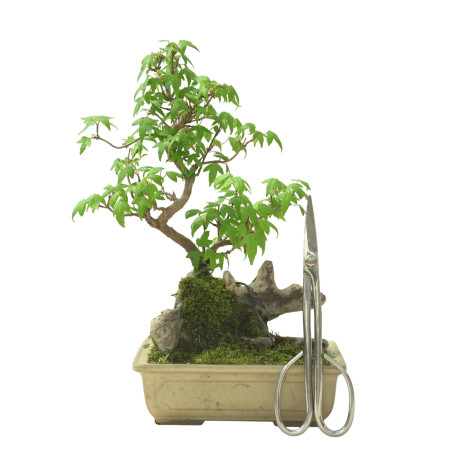 ACER BUERGERIANUM IB95