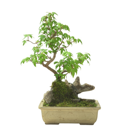 ACER BUERGERIANUM IB95