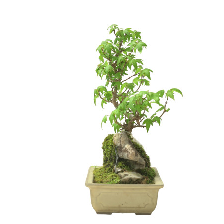 ACER BUERGERIANUM IB95