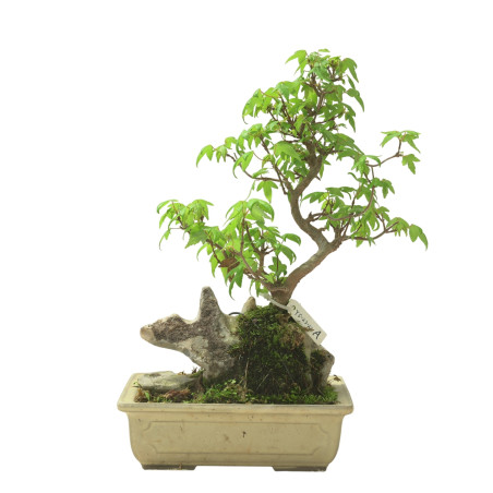 ACER BUERGERIANUM IB95