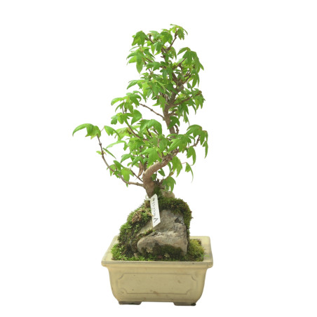 ACER BUERGERIANUM IB95