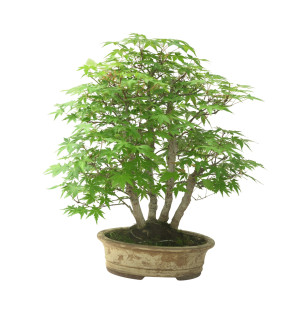 ACER PALMATUM IB111