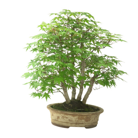 ACER PALMATUM IB111