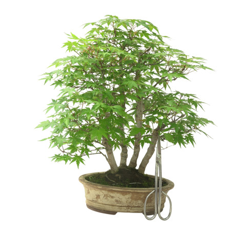 ACER PALMATUM IB111