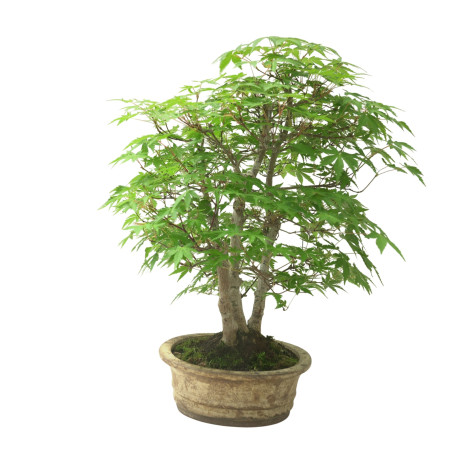 ACER PALMATUM IB111