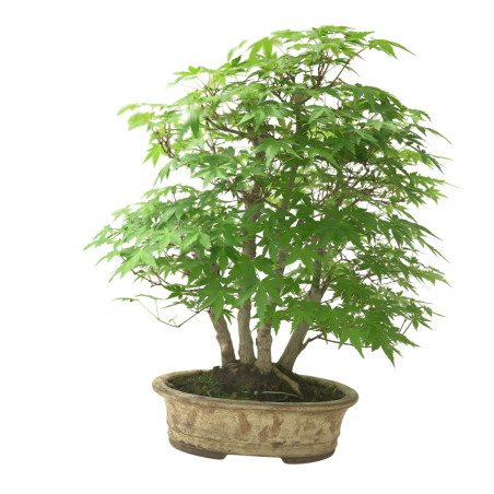 ACER PALMATUM IB111
