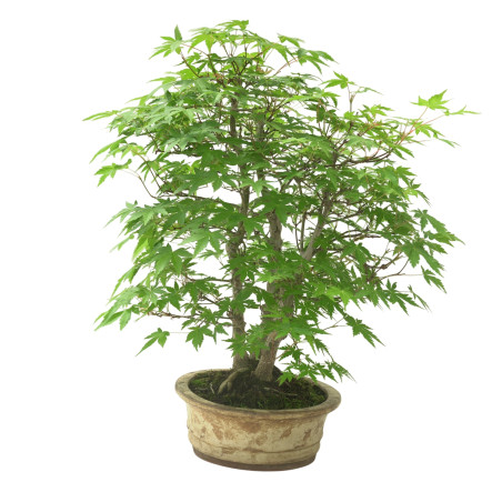 ACER PALMATUM IB111