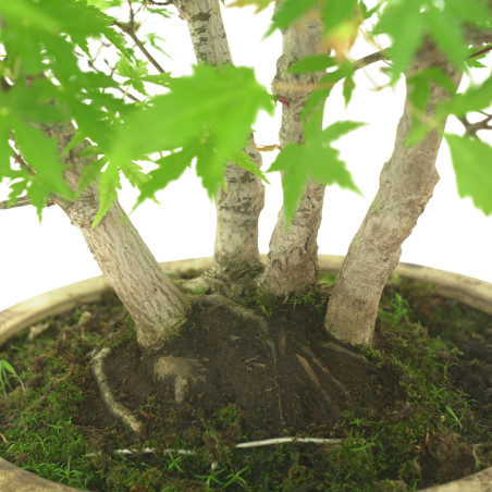 ACER PALMATUM IB111